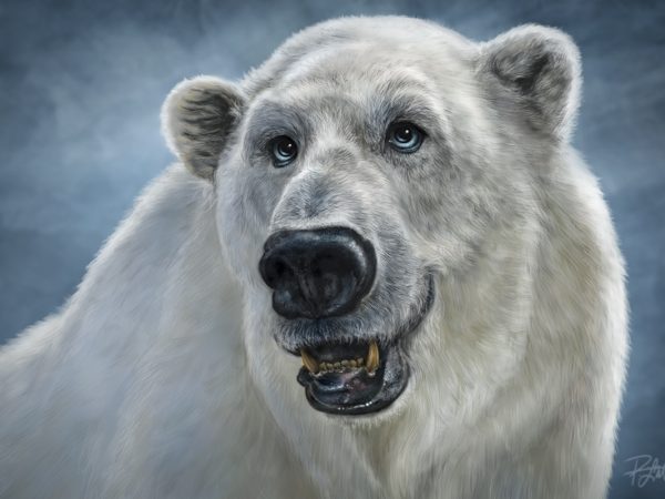 Patrick Lamontagne Polar Bear